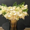 25 White Roses, Orchids, Mini Roses, Taily Leaves, Golden Base