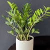 ZZ Plant in ceramic vase