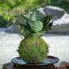 Bird&#039;s Nest Sansevieria, Hahnii, Kokedama - Moss ball, Best houseplant to improve