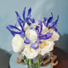 Iris&#039; dancing across beautiful&nbsp;White Roses in a ginger vase.