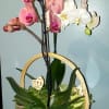 2 premium orchids and 2 small plants in a basket delivered to