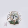 Geometric antique gold and glass dome, airplant