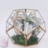 Geometric antique gold and glass dome, airplant