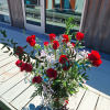 12 long stemmed roses, peacock feather and greenery in a tall clear