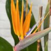 &quot;Tropical Breeze,&quot; is the epitome of exotic elegance and beauty. It is
