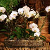 Multi orchid placed in a rectangular vase