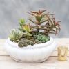 Ceramic bowl overflowing with easy care succulents. Perfect for a plant lover
