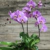 Phalaenopsis Orchid arrangement in a wood pot 