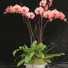 Hot warm color Phalaenopsis Orchid arrangement 