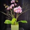  Two  Pink Orchids in a ceramic pot 
