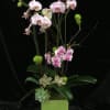 Mix pink arrangement