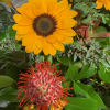 A Ray of Sunshine Casket Spray is a beautiful tribute for a