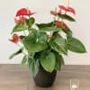 Beautiful Red Anthurium Plant in Black Ceramic Container
