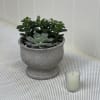 Cement planter filled with succulents: please specify if there is a specific