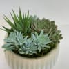 A beautiful ceramic bowl filled with fresh succulents. 