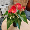 This indoor-friendly live tropical plant features long-lasting flowers so fetching and intriguing