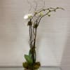 A double stemmed white orchid embellished with curly willow and mossed in