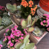 Mixed succulents 