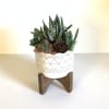 A collection of succulents adorned with a rose pinecone. This beautiful mix