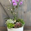 This is a fun take on our popular planter &quot; Succulent Orchid&quot;