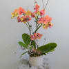 Double spike Phalaenopsis orchid plant in a decorative pot with air plant