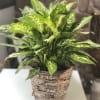 A large green plant presented in a basket. Pictured is the Dieffenbachia