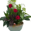 Varieties of green plants in a ceramic container accented with roses and