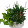 This Natural basket is filled with beautiful green and blooming plants. Color