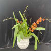 It&rsquo;s a oncidium type of orchid.