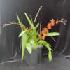 It&rsquo;s a oncidium type of orchid.