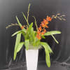 It&rsquo;s a oncidium type of orchid.