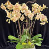Custom design with kiwi branches.