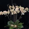 Custom design with kiwi branches.