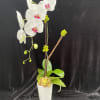 Phalaenopsis design with succulent.