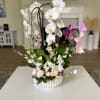 Orchids ,tulips and foliage, exuberant and sophisticated to any occasion. 