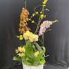 Mix orchids garden.