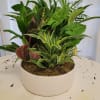 A beautiful ceramic planter(colors may vary), includes an assortment of easy to