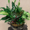 Mixed Plants in Medium Ceramic Dish.