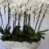 Our premium Phalaenopsis orchids, create an indoor garden that elevates style and