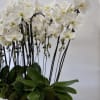 Our premium Phalaenopsis orchids, create an indoor garden that elevates style and