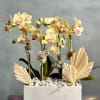 Our new addition to our potted orchids are ready to bring in
