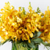 A sweet treat any day of the week! Warm, rich yellow Mokara