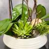 3 spikes of white cascading orchids standing tall on a  white
