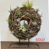 Height 26&quot;, Width 20&quot;, Thickness 7&quot;.
All airplants are live.
