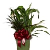 This Corn Plant Combo is a mix of stunning corn plant (Dracaena