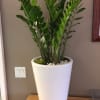 This beautiful ZeeZee Plant tolerates low light and very low maintenance. It