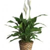 Also known as the peace lily, this dark leafy plant with its
