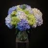 Blue green blooms abundant .. blossoms of hydrangea in shades of blue