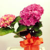 Seasonal flowers/live plants, planted in your container of choice.