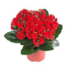 Assorted colored blooms are available 
6&quot; is Regular Price
8&quot; is Deluxe
3 Assorted